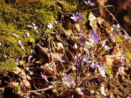 Foto Albastrele Hepatica (c) Petru Goja